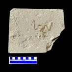 vogel - Fossiel skelet - uccello fossile wyoming - 21 cm -