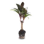 Mini-palm - Cordyline fruticosa Purple Compacta - Terrariu, Verzenden, Nieuw