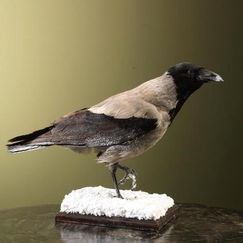 Bonte Kraai Taxidermie Opgezette Dieren By Max, Verzamelen, Dierenverzamelingen, Opgezet dier, Nieuw, Vogel, Ophalen of Verzenden