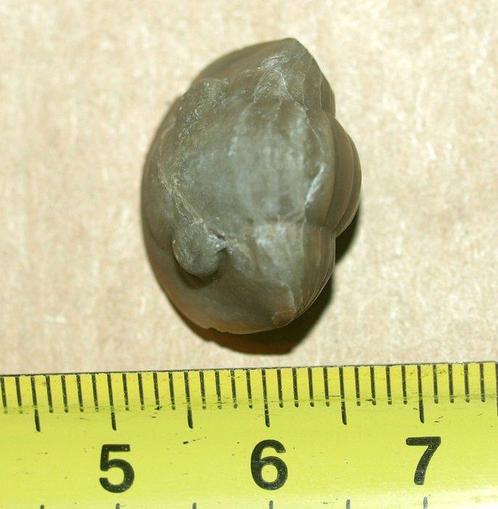 RABAAK trilobiet uit Zweden Pantser - Niobella plana, Verzamelen, Mineralen en Fossielen