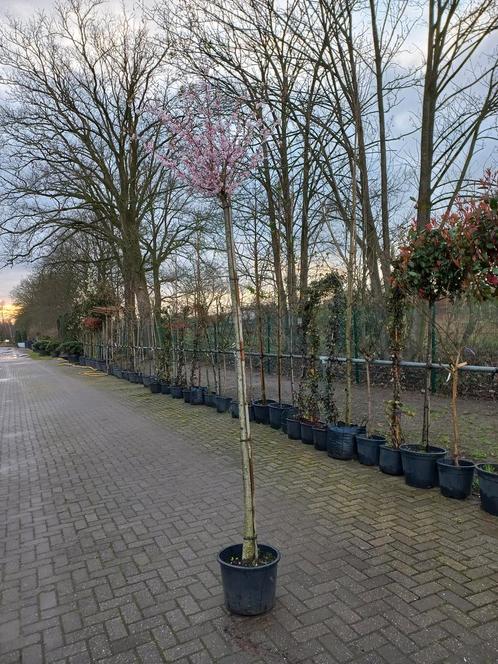 Prunus Subh. Autumnalis Sierkers hoogstam 200cm, Tuin en Terras, Planten | Bomen, Ophalen