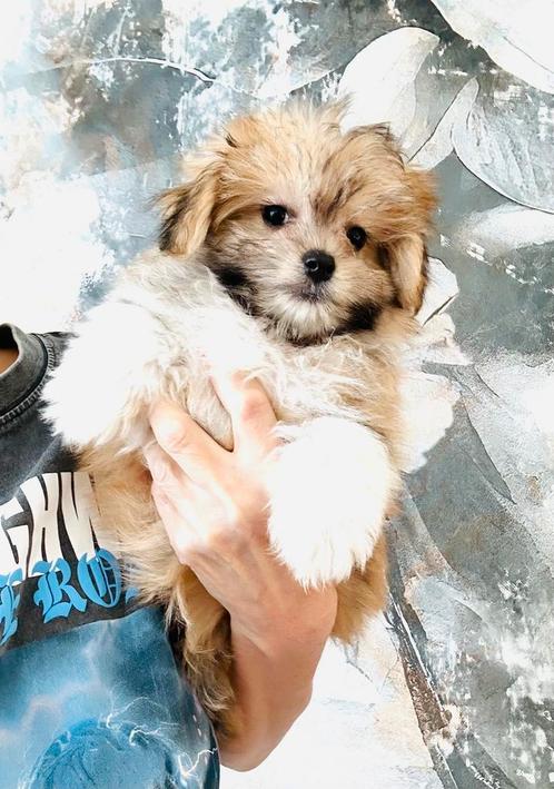 Schattige , speelse MALTIPOM , ouders aanwezig, Dieren en Toebehoren, Honden | Chihuahua's en Gezelschapshonden, Meerdere, Meerdere dieren