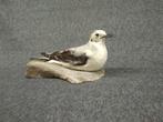 Zilvermeeuw Pre Museum Taxidermie volledige montage - Larus, Nieuw