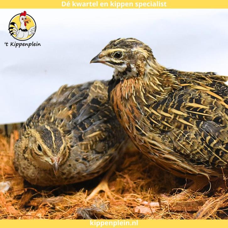 Jonge harkelijn kwartels - Koppels te koop - Veel keus, Dieren en Toebehoren, Pluimvee, Overige soorten, Meerdere dieren