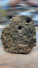 Fossiele sterfteplaat - Scyphocrinites elegans - 30 cm - 30, Verzamelen, Mineralen en Fossielen