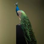 Blauwe Pauw Taxidermie Opgezette Dieren By Max, Verzamelen, Dierenverzamelingen, Ophalen of Verzenden, Nieuw, Vogel, Opgezet dier