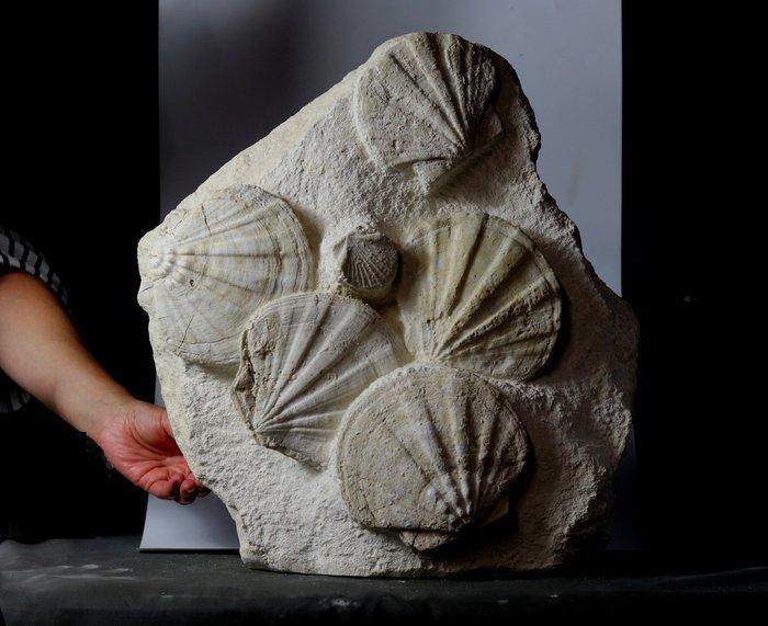 Prachtige en decoratieve verzameling fossiele schelpen -, Verzamelen, Mineralen en Fossielen