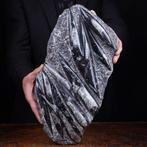 Fossiele specimens - perfecte omstandigheden - Fossiel