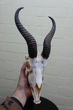 Springbok Schedel - Antidorcas marsupialis - 0 cm - 0 cm - 0