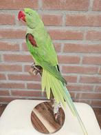 Prachtige grote alexander parkiet Taxidermie volledige, Nieuw
