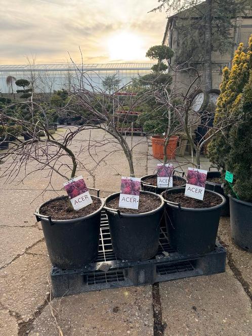 Nieuw binnen: Japanse esdoorn (s), Tuin en Terras, Planten | Bomen, Overige soorten, Halfschaduw, In pot, 100 tot 250 cm, Ophalen