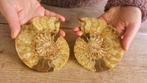 Ammoniet - Gefossiliseerd dier - Aioloceras (Cleoniceras)