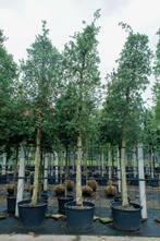 Quercus suber hoogstam 12/14, Tuin en Terras