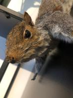 Eekhoorn Taxidermie volledige montage - Sciurus carolinensis, Nieuw