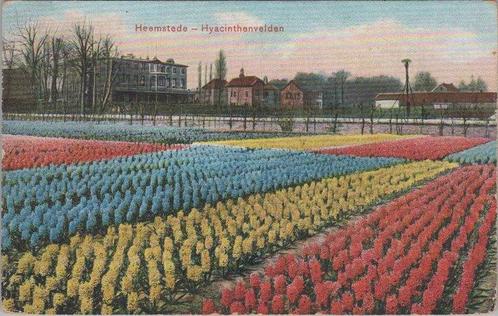 HEEMSTEDE - Hyacinthenvelden, Verzamelen, Ansichtkaarten | Nederland, Verzenden