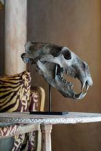 GEEN VEILIGINGPRIJS - Een replica van een ijsberen schedel, Antiek en Kunst