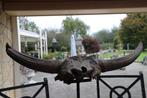 Bizon - Fossiele schedel - Bison Priscus - 35 cm - 106 cm
