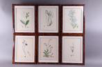 koper gravures van medicinale planten (6)