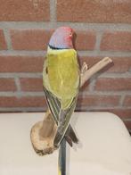 Pruimenkop parkiet Taxidermie volledige montage - Psittacula, Nieuw