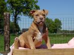 Old English Bulldog pups! | Mogen mee! | Hartelijk Welkom., Parvo, Nederland, 8 tot 15 weken, Bulldog