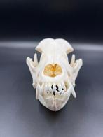 Hond Schedel - Rottweiler - 0 cm - 0 cm - 0 cm - (1), Nieuw