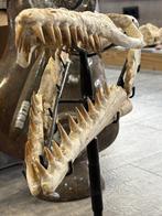 Zeereptiel - Fossiele schedel - Mosasaurus sp. - 47 cm - 23, Verzamelen, Mineralen en Fossielen