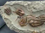 Trilobiet - Fossiele matrix - Foulonia and Lannacus - 45 cm