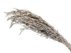 Oat Grass verwant aan Haver Platinum 100 gr droogbloemen, Hobby en Vrije tijd, Knutselen, Ophalen of Verzenden, Nieuw