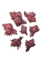Murex Indivia schelpen Pink washed 250 gram, Ophalen of Verzenden, Nieuw