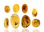 Birmese Amber - Fossiele cabochon - Lot of 8 Pieces - with a