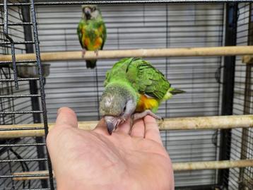 Gezonde tamme vogels | diverse soorten | goed advies beschikbaar voor biedingen