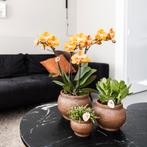 Kolibri Orchids | COMBI DEAL van 4 Phalaenopsis orchideeën -, Verzenden