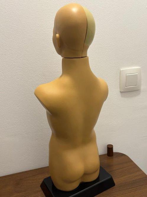 Onderwijs/demonstratiemodel - Plastic - 1980-1990 - Torso, Antiek en Kunst, Antiek | Wandborden en Tegels
