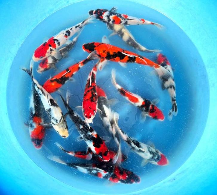 Hirasawa Marusei 28-35cm (Japanse Koi), Dieren en Toebehoren, Vissen | Vijvervissen, Karper of Koi