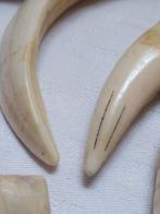 Wrattenzwijn Slagtand - Phacochoerus - 8 cm - 2 cm - 1 cm -, Nieuw
