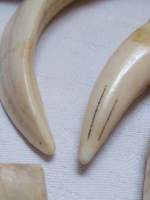 Wrattenzwijn Slagtand - Phacochoerus - 8 cm - 2 cm - 1 cm -, Verzamelen, Dierenverzamelingen