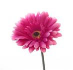 Gerbera 54 cm. FS Hot Pink Gerbera, Ophalen of Verzenden, Nieuw