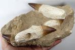 Mosasauriërtanden op matrix - Fossiele tanden - Prognatodon, Verzamelen, Mineralen en Fossielen