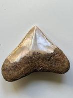 Megalodon tand 4,6 cm - Fossiele tand - Carcharocles