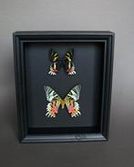 Vlinder Taxidermie volledige montage - Urania ripheus - 25, Nieuw