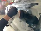 Auto polijsten & keramische coating – Detailing in Groningen, Ophalen