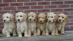 Golden Cocker Doodle pups (compleet verzorgd), Dieren en Toebehoren, Parvo, Nederland, Overige rassen, 8 tot 15 weken