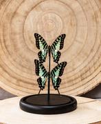 Vlinder Taxidermie volledige montage - Graphium antheus - 20, Verzamelen, Dierenverzamelingen, Nieuw