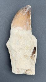 Mosasaurus - Fossiele tand - Mosasaurus Tooth on Jaw, Verzamelen, Mineralen en Fossielen