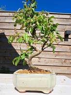 Malus bonsai (Malus sargentii) - Hoogte (boom): 35 cm -