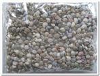 Umbonium Schelpenmix Button 1 kilo, Hobby en Vrije tijd, Ophalen of Verzenden, Nieuw