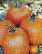 ( super) hercules f1 halloween - basiseenheid hall, Ophalen of Verzenden, Nieuw
