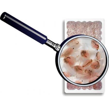 Petra Aqua Levende Daphnia (Watervlooien) (zakje 90 ml.), Dieren en Toebehoren, Vissen | Aquaria en Toebehoren, Ophalen of Verzenden