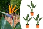 Set van 3 Paradijsvogelplanten (15 - 25 cm), Tuin en Terras, Planten | Tuinplanten