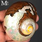 Schelp in parelmoer van topkwaliteit Verzamelingsschedel -, Verzamelen, Mineralen en Fossielen